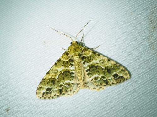 Arichanna marginata