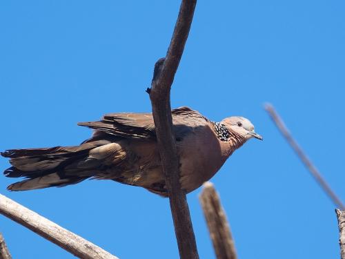 珠頸斑鳩(指名亞種)