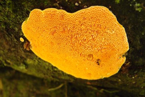 Tyromyces aurantilaetus(橙色乾酪菌)