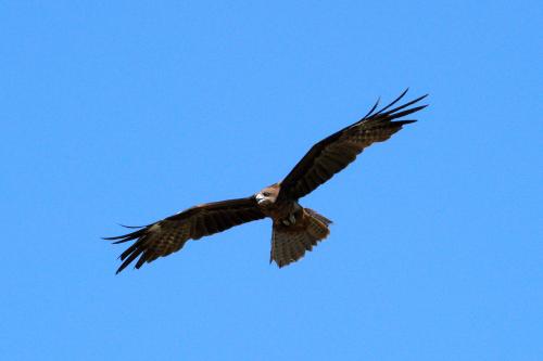 黑鳶（臺灣亞種）