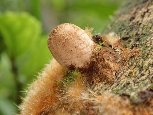 Coprinellus radians(輻毛類鬼傘)