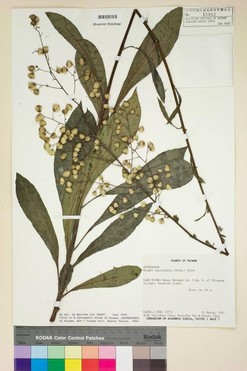 Blumea lanceolaria (Roxb.) Druce_標本_BRCM 4933