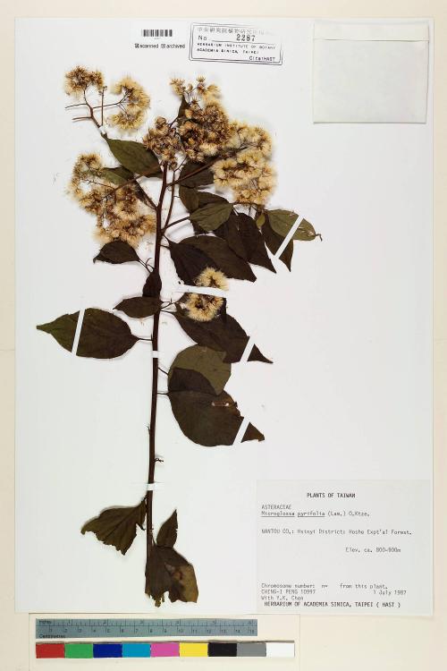 Microglossa pyrifolia (Lam.) Kuntze_標本_BRCM 7007