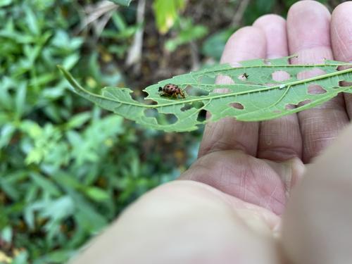 黑點捲葉象鼻蟲