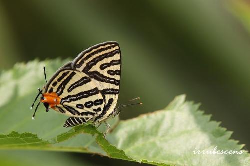 L33-2 三斑虎灰蝶