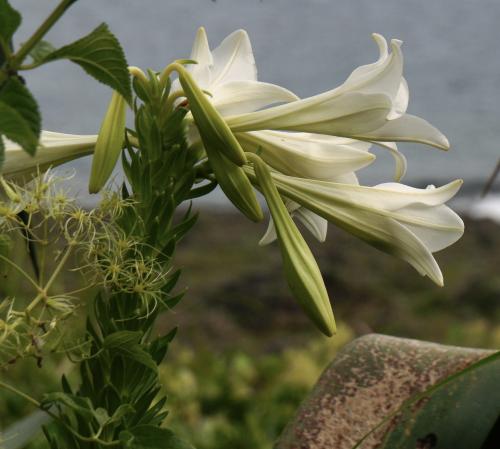 粗莖麝香百合