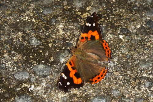 20091002_347207_Vanessa indica_a.jpg