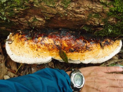 Fomitopsis pinicola(松生層擬層孔菌)