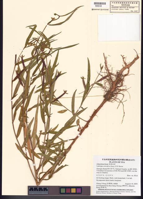 Ludwigia octovalvis (Jacq.) P.H. Raven_標本_BRCM 7781
