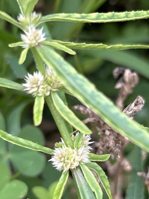 蝦鉗菜 (蓮子草 )