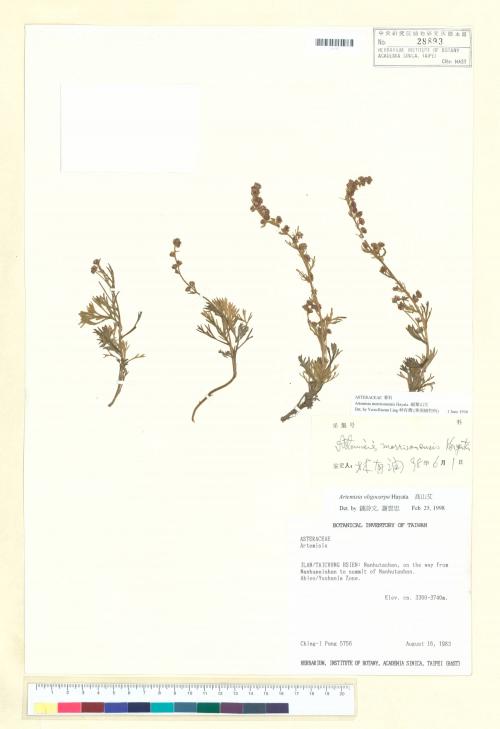 Artemisia oligocarpa Hayata_標本_BRCM 6429