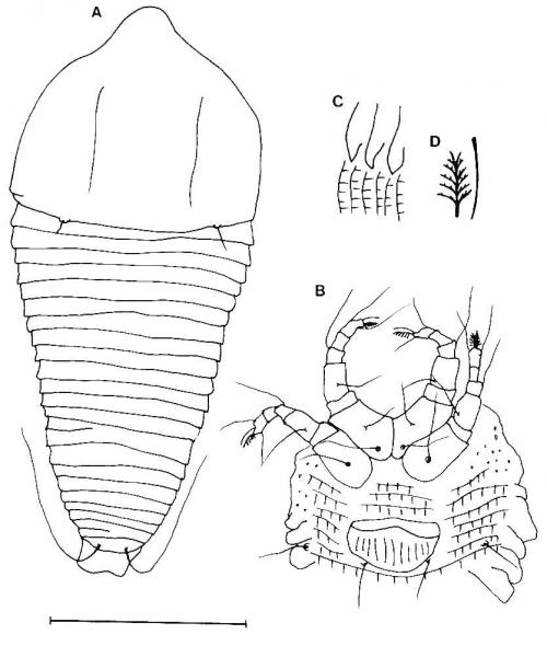 Shevtchenkella phyllostachya Huang, 2001