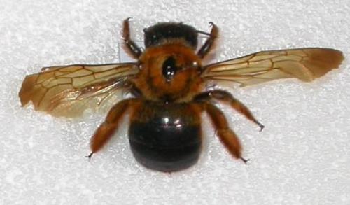 紅胸木蜂標本照