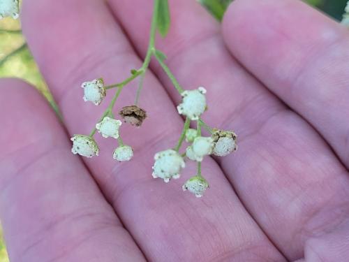 銀膠菊