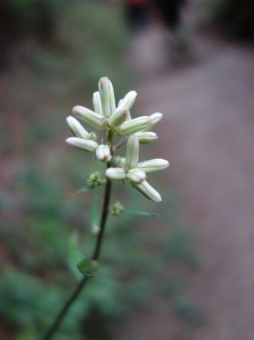 高山破傘菊