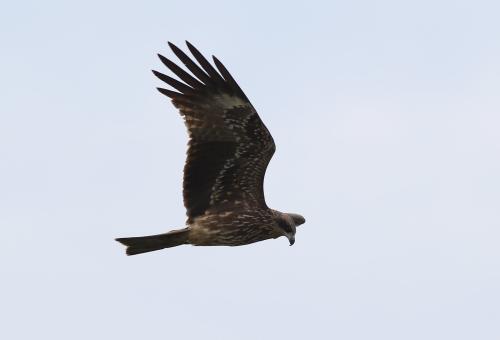 黑鳶