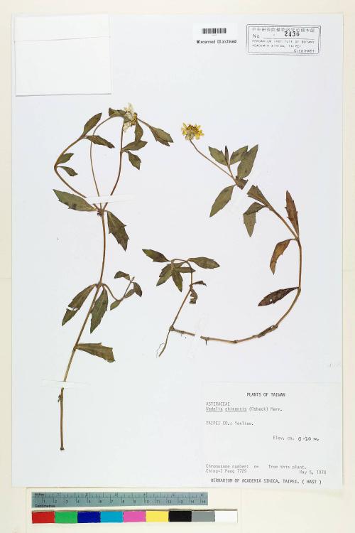 Wedelia chinensis (Osbeck) Merr._標本_BRCM 6653
