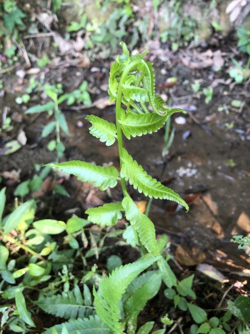 過溝菜蕨