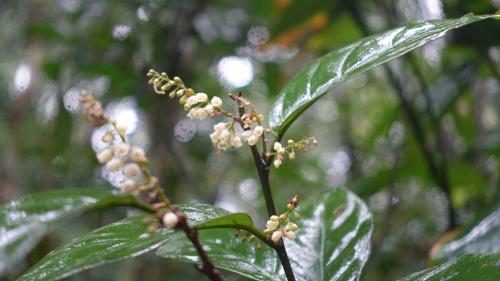 臺灣山桂花