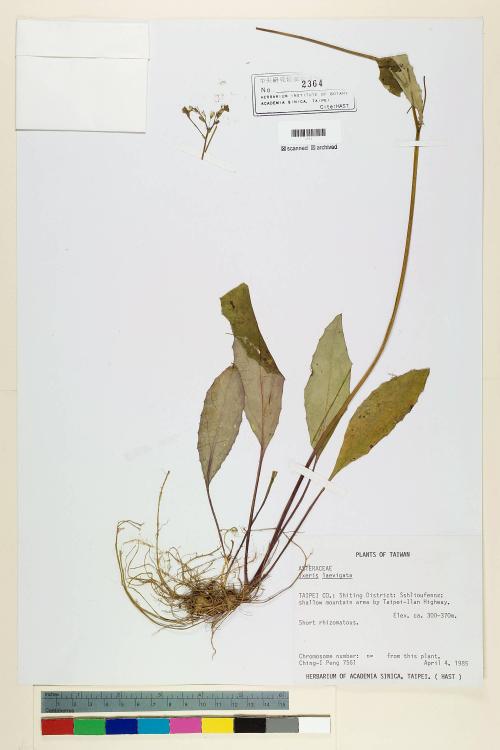 Ixeris laevigata (Blume) Schultz-Bip._標本_BRCM 6635
