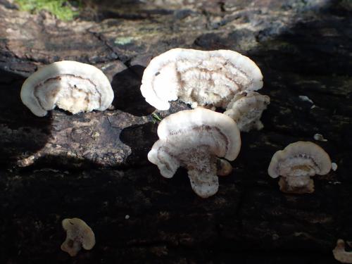 Trametes pubescens(絨毛栓菌)