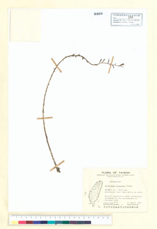 Ainsliaea fragrans Champ._標本_BRCM 6356