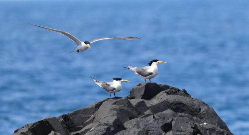 鳳頭燕鷗