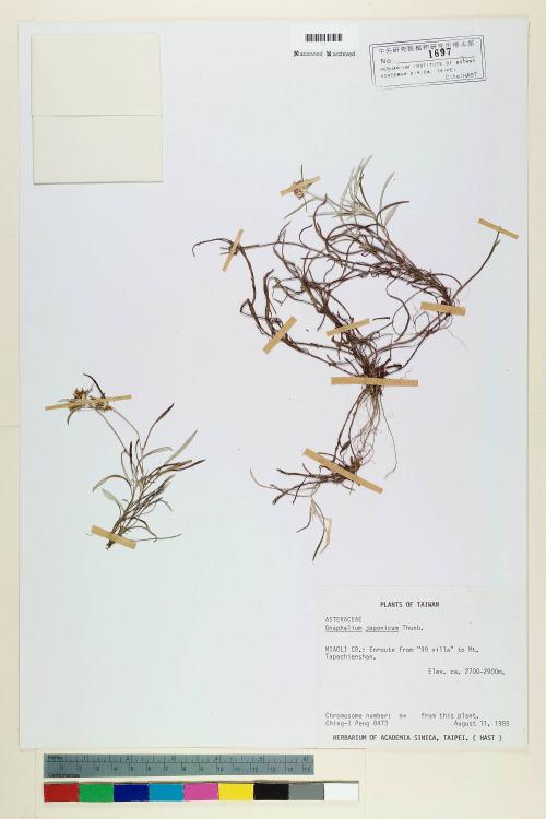 Gnaphalium japonicum Thunb._標本_BRCM 5562