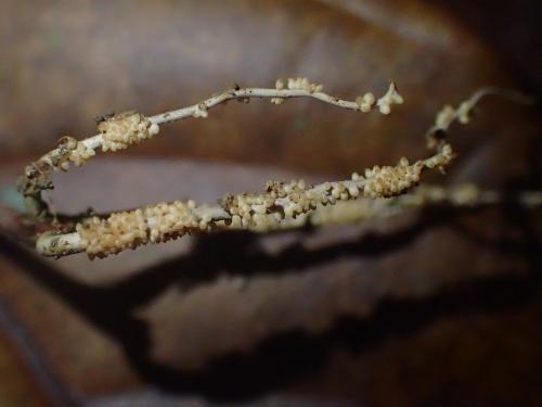 Ophiocordyceps macroacicularis(大針蛇形蟲草)