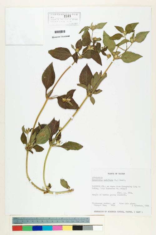 Synedrella nodiflora (L.) Gaertn._標本_BRCM 6881