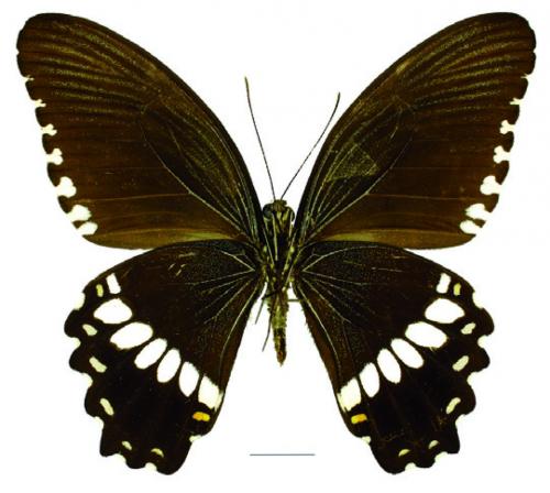 Papilio polytes ledebouria Eschscholtz, 1821 玉帶鳳蝶菲律賓亞種