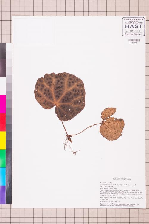 Begonia nahangensis標本_BRCM 2296