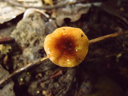 Lepiota fulvella(褐蓋環柄菇)