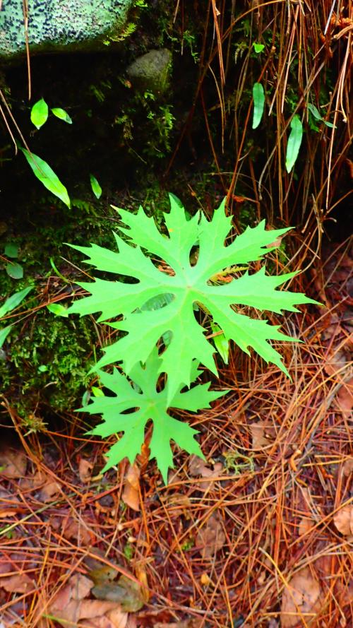 高山破傘菊