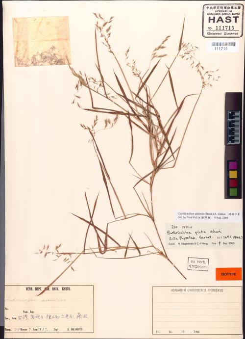 硬稈子草標本_BRCM 126