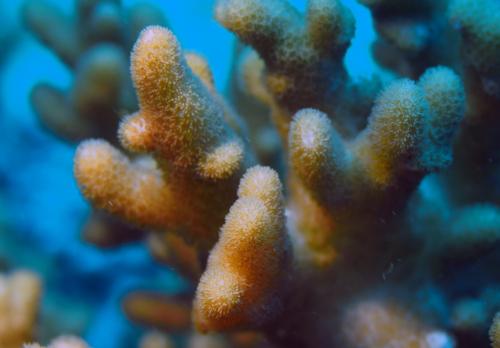 脈指形軟珊瑚