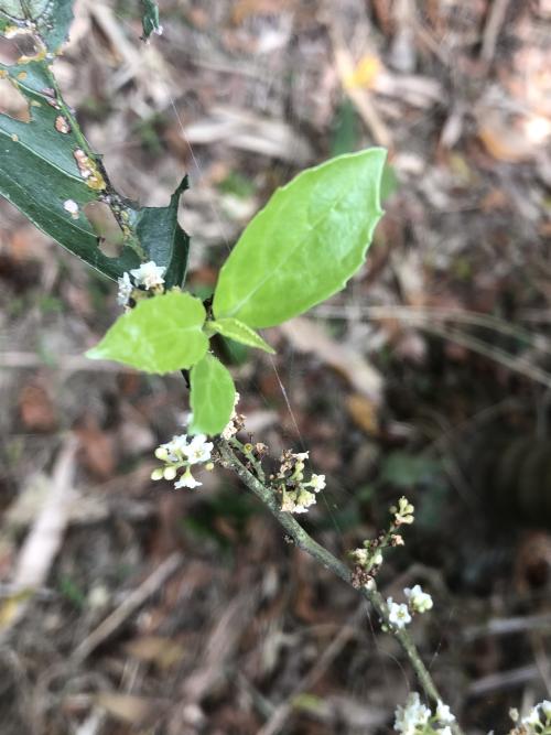 臺灣山桂花