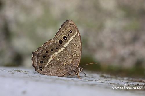 N53-4 褐翅蔭眼蝶
