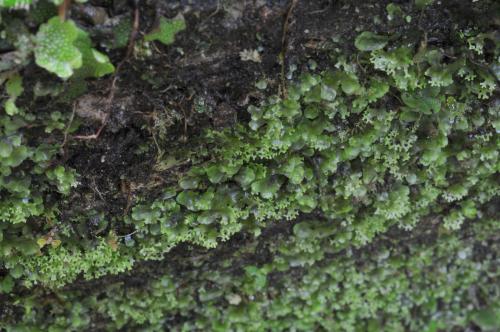 Pellia endiviifolia (Dicks.) Dumort. 花葉溪蘚(liverwort)生態照