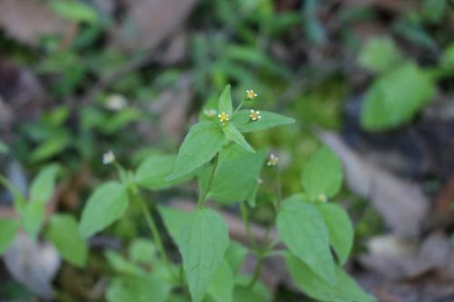 牛膝菊 辣子草 珍珠草