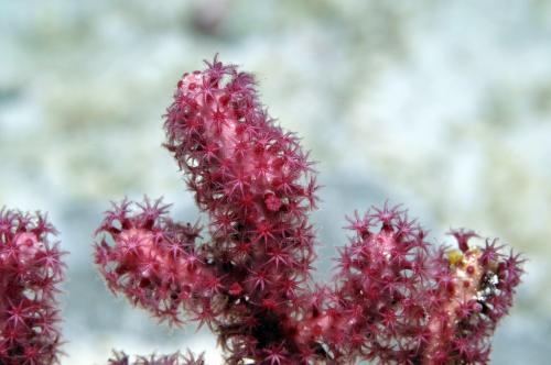 強韌真網柳珊瑚