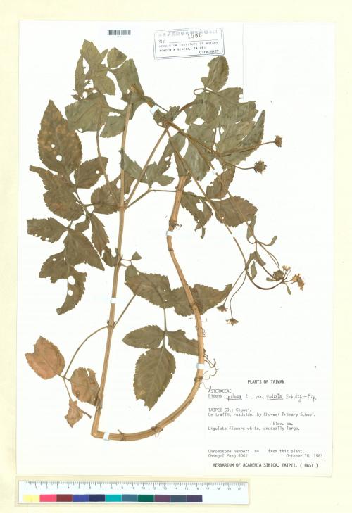 Bidens pilosa L. var. radiata Sch._標本_BRCM 6457