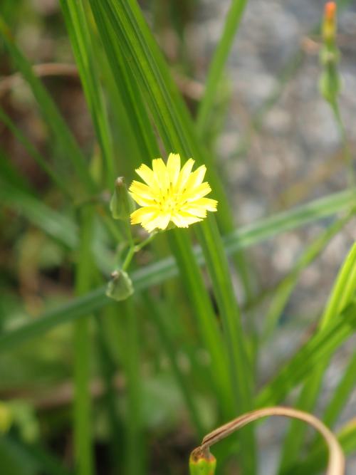 中華小苦蕒 山苦蕒