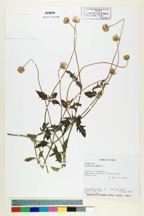 Tridax procumbens L._標本_BRCM 7103