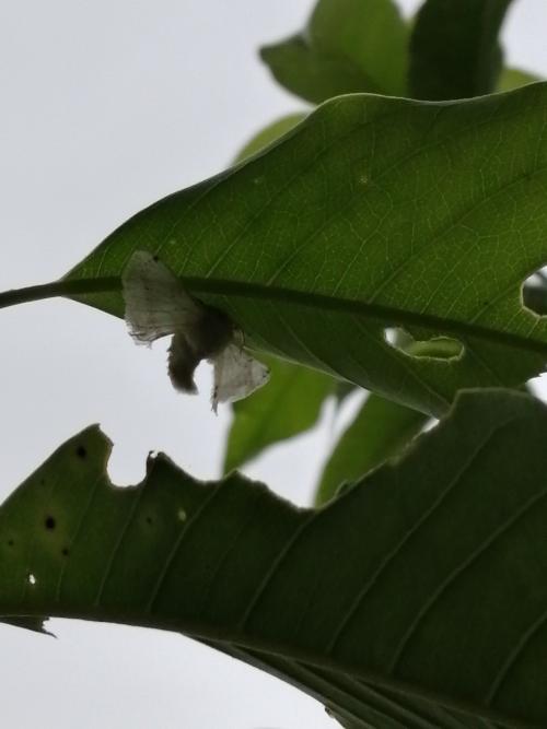 黑點白蠶蛾