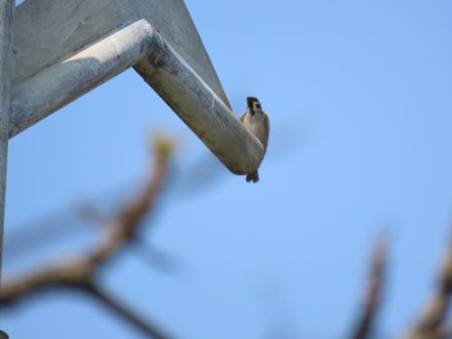 麻雀（普通亞種）