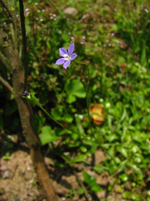 細葉蘭花參