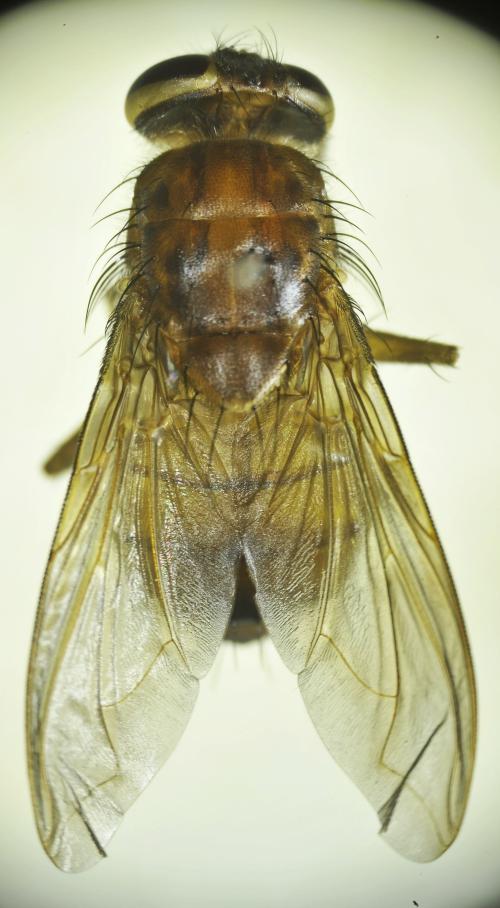 Bengalia fuscipennis dorsal