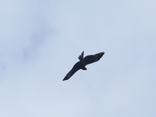 黑鳶（臺灣亞種）