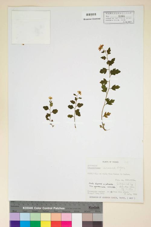 Chrysanthemum arisanense Hayata_標本_BRCM 6837